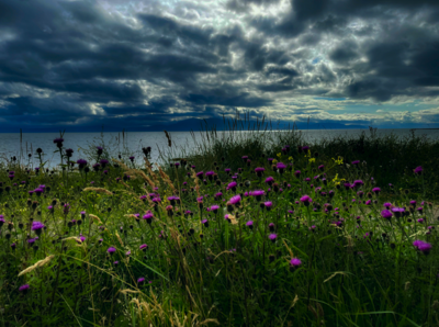  Storm clouds over Arran with thistles in the foreground. 